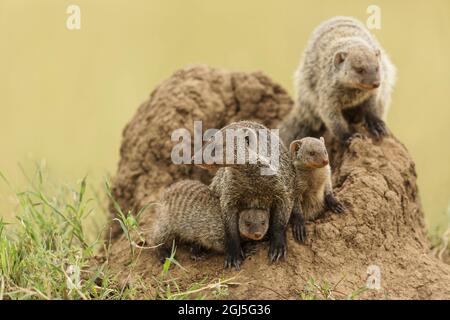 Madre e giovane mongoose bandito su termite tumulo, Serengeti National Park, Tanzania, Africa. Foto Stock