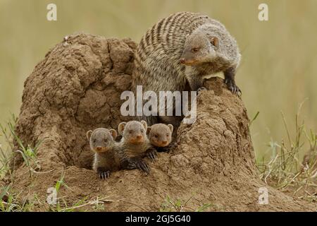 Madre e giovane mongoose bandito su termite tumulo, Serengeti National Park, Tanzania, Africa. Foto Stock