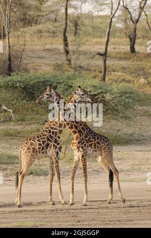 Masai giraffe necking, Parco Nazionale Serengeti, Tanzania, Africa, Giraffa camelopardalis tippelskirchii Foto Stock