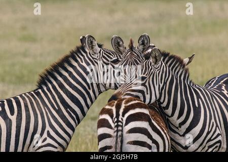 Zebre di Burchel che riposano le teste l'un l'altro, Parco Nazionale di Serengeti, Tanzania, Africa Foto Stock
