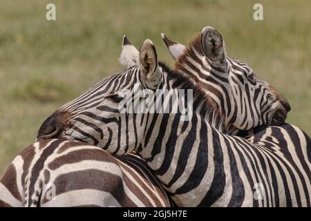 Zebre di Burchel che riposano le teste l'un l'altro, Parco Nazionale di Serengeti, Tanzania, Africa Foto Stock