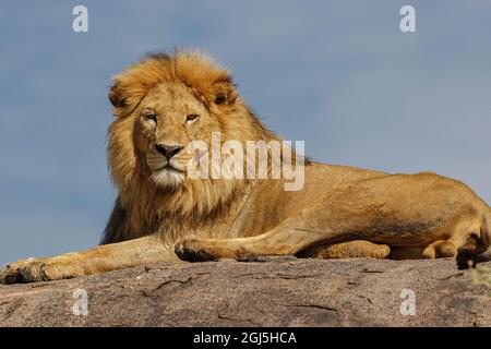 Leone maschio adulto su kopje, Parco Nazionale Serengeti, Tanzania, Africa Foto Stock