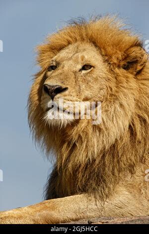 Leone maschio adulto su kopje, Parco Nazionale Serengeti, Tanzania, Africa Foto Stock