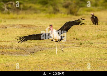 Africa, Tanzania, Parco Nazionale del Serengeti. Atterraggio della cicogna di Marabou. Credit as: Cathy & Gordon Illg / Jaynes Gallery / DanitaDelimont.com Foto Stock