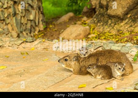 Africa, Tanzania, Parco Nazionale Tarangire. Primo piano famiglia hyrax. Credit as: Cathy & Gordon Illg / Jaynes Gallery / DanitaDelimont.com Foto Stock