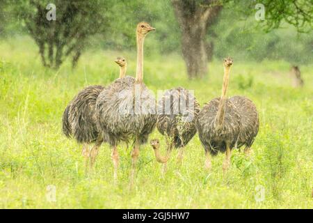 Africa, Tanzania, Parco Nazionale Tarangire. Ostriches femminile nella pioggia. Credit as: Cathy & Gordon Illg / Jaynes Gallery / DanitaDelimont.com Foto Stock