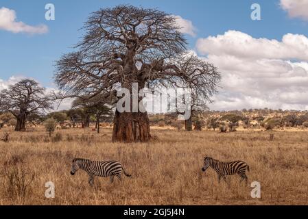 Africa, Tanzania, Parco Nazionale Tarangire. Zebre di Burchel e alberi di baobab. Credit as: Jones & Shimlock / Galleria Jaynes / DanitaDelimont.com Foto Stock