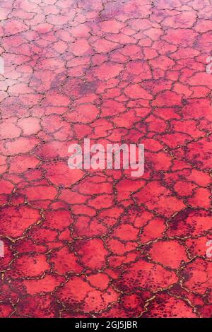 Africa, Tanzania, vista aerea dei modelli di alghe rosse e formazioni di sale nel sale poco profonde acque del Lago Natron Foto Stock