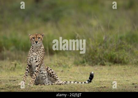 Tanzania, Ngorongoro Conservation Area, Adulti ghepardo (Acinonyx jubatas) seduto in posizione eretta dopo aver dormito sulle pianure Ndutu Foto Stock