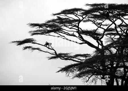 Africa, Tanzania, Ndutu Area di Conservazione, maschio adulto Chacma Baboon (Papio ursinus) scendendo arto di acacia lungo le pianure Ndutu Foto Stock