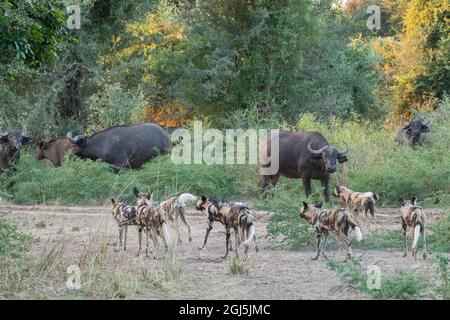 Africa, Zambia, Sud Luangwa National Park. Pack di African dipinto di Lupi, aka cani verniciato o africano cane selvatico, caccia bufali. Foto Stock