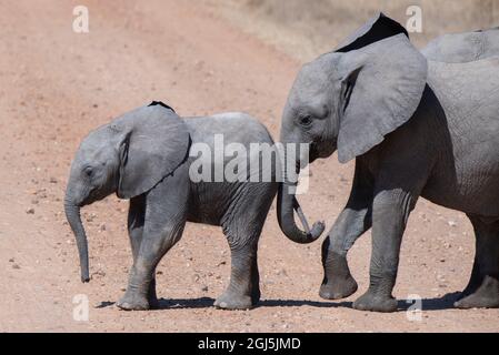 Africa, Zambia, Parco Nazionale del Luangwa del Sud. Giovani elefanti africani (Loxodonta africana). Foto Stock