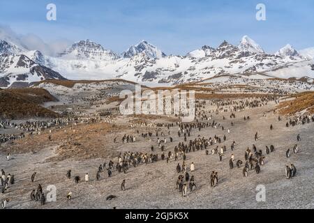 Antartide, South Georgia Island, St. Andrews Bay. Colonia di pinguini re e montagne. Credit as: Don Grall / Galleria Jaynes / DanitaDelimont.com Foto Stock