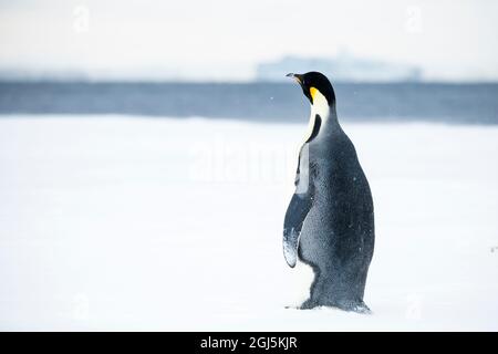 Snow Hill Island, Antartide. Il pinguino dell'imperatore adulto ha viaggiato al bordo della mensola del ghiaccio per pescare. Foto Stock