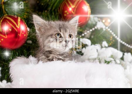 Carino gattino grigio si prepara per Natale e Capodanno sullo sfondo di un albero con palle e stella. Foto Stock