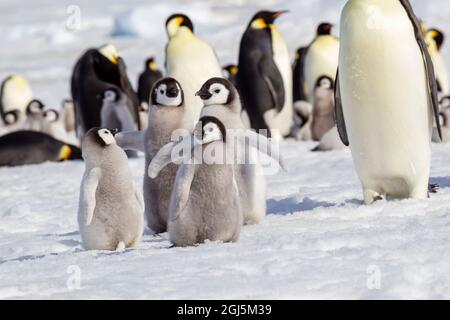Antartide, Snow Hill. Un gruppo di pinguini dell'imperatore puleggia insieme mentre sbattono le loro ali. Foto Stock