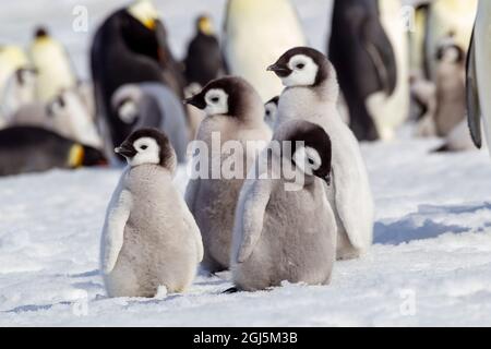 Antartide, Snow Hill. Un gruppo di pinguini dell'imperatore puleggia insieme mentre sbattono le loro ali. Foto Stock