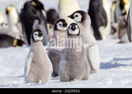 Antartide, Snow Hill. Un gruppo di pinguini dell'imperatore puleggia insieme mentre sbattono le loro ali. Foto Stock