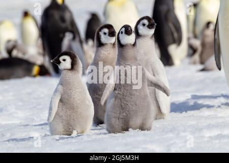 Antartide, Snow Hill. Un gruppo di pinguini dell'imperatore puleggia insieme mentre sbattono le loro ali. Foto Stock