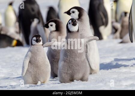 Antartide, Snow Hill. Un gruppo di pinguini dell'imperatore puleggia insieme mentre sbattono le loro ali. Foto Stock