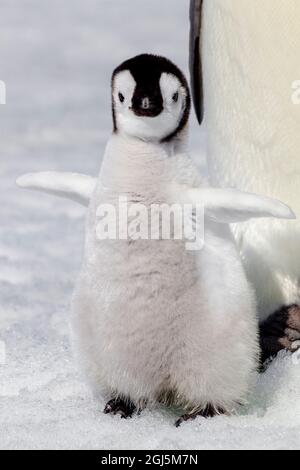 Antartide, Snow Hill. Ritratto di un pinguino imperatore che sbatte le sue ali. Foto Stock