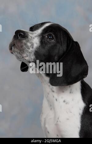 Puppy puntatore inglese Foto Stock