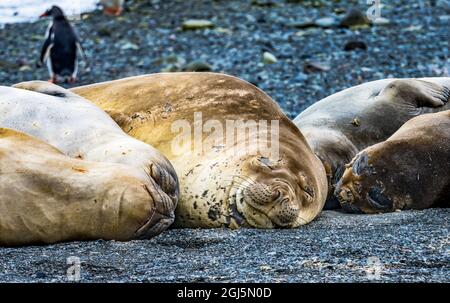 Southern Elephant Seals, Yankee Harbor, Greenwich Island, Antartide. Foto Stock