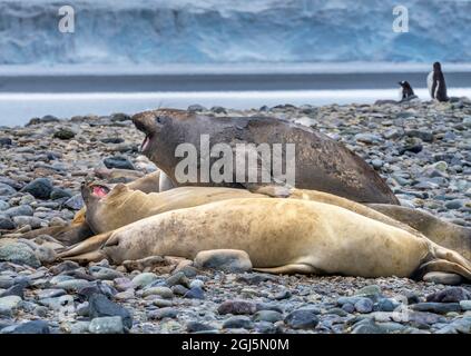 Southern Elephant Seals, Yankee Harbor, Greenwich Island, Antartide. Foto Stock