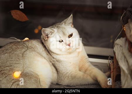 Il gatto britannico bianco si trova sul davanzale. Autunno, pioggia fuori dalla finestra, le foglie cadono. Foto Stock