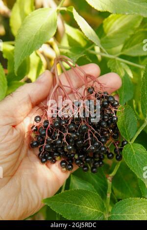 Elsambuchi. Sambucus nigra. Foto Stock