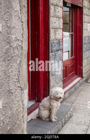 Georgia, Tbilisi. Città vecchia, cane soffice. Foto Stock