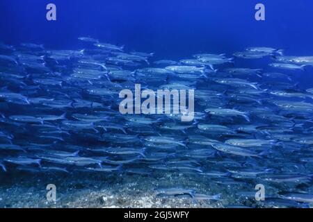 Scuola di pesce subacqueo, fondo subacqueo di pesce (Mugil cefalus) Mullet grigio Flathead Foto Stock