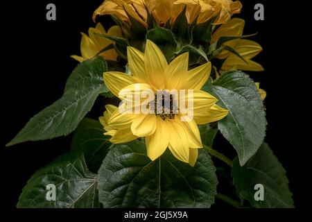 Fiore di girasole giovane interno su uno sfondo di verde fogliame. Germoglio di girasole giallo. Foto Stock