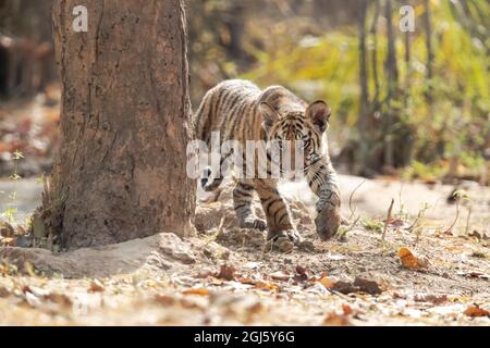 India, Madhya Pradesh, Bandhavgarh National Park. Un cucciolo di tigre bengala alla ricerca di qualcosa da spoldare. Foto Stock