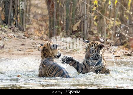 India, Madhya Pradesh, Bandhavgarh National Park. Due cuccioli di tigre del Bengala che giocano nella fossa d'acqua. Foto Stock