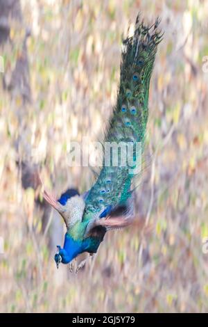 India, Madhya Pradesh, Parco Nazionale di Kanha. Un contadino indiano che salta da un ramo alto a terra. Foto Stock