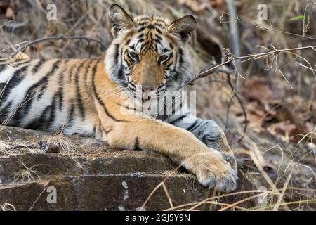 India, Madhya Pradesh, Bandhavgarh National Park. Un giovane cucciolo femmina della tigre poggia su una roccia fresca. Foto Stock