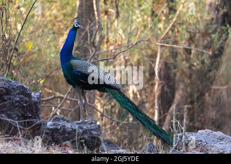 India, Madhya Pradesh, Parco Nazionale di Kanha. Un maschio indiano peafowl si alza su qualcosa di alto in attesa di una femmina. Foto Stock