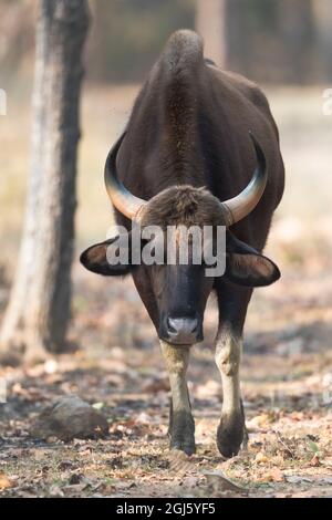 India, Madhya Pradesh, Parco Nazionale di Kanha. Ritratto di una mucca di gauro. Foto Stock