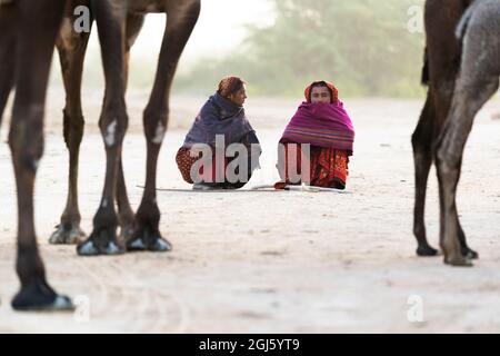 India, Gujarat, Grande Rann di Kutch, Bhuj, Tribe di FakiraniJat. Due giovani donne squat tra i cammelli in attesa di portarli fuori al pascolo. (Editoriale U Foto Stock