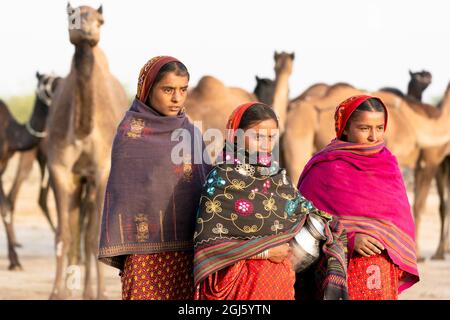 India, Gujarat, Grande Rann di Kutch, Bhuj, Tribe di FakiraniJat. Tre giovani donne si alzano di fronte ai cammelli della tribù, i loro avvolti coprono l'intrica Foto Stock