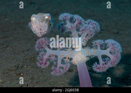 Indonesia, Papua Occidentale, Raja Ampat. Seppie e coralli molli Broadclub. Foto Stock