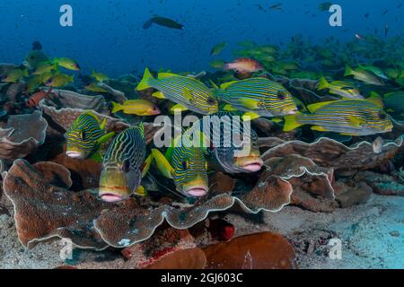 Indonesia, Papua Occidentale, Raja Ampat. Scuola di pesce a bande diagonali. Foto Stock