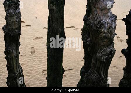 Legname verticale da una recinzione sulla spiaggia dove si possono vedere le impronte, Saint Malo, Bretagna, Francia Foto Stock