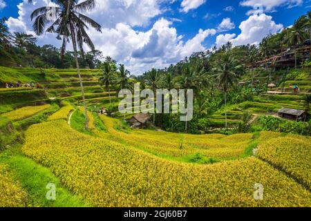Campi Di Riso A Tegallalang Rice Terrace, Bali, Indonesia Foto Stock