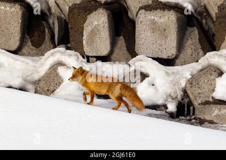 Asia, Giappone, Hokkaido, Penisola di Shiretoko, nei pressi di Rausu, Volpe rossa giapponese, Vulpes vulpes japonica. Sottospecie di volpe rossa, è più piccola di altre re Foto Stock