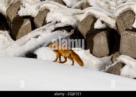 Asia, Giappone, Hokkaido, Penisola di Shiretoko, nei pressi di Rausu, Volpe rossa giapponese, Vulpes vulpes japonica. Sottospecie di volpe rossa, è più piccola di altre re Foto Stock