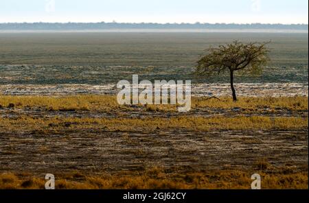 L'albero di Lone sulla Savanna Namibia Foto Stock