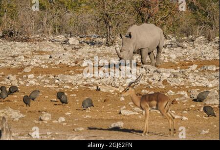 Bianco (con punta quadrata) Rhinoceros che condivide la fossa nella Namibia settentrionale Foto Stock