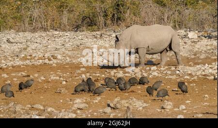 Bianco (con punta quadrata) Rhinoceros che condivide la fossa nella Namibia settentrionale Foto Stock